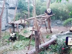 景点-成都大熊猫繁育研究基地