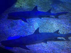 -成都浩海立方海洋公园