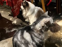 -咖法森林·咖啡  酒吧(天河店)