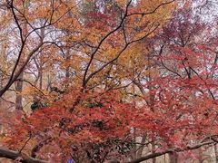 -九曜山