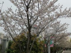 -高东镇樱花园