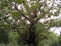 -兴福老面馆(寺路街店)