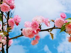 -观澜山水田园