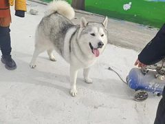 -宠物寄养训练学校