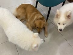 -安格丽娜·狗咖·猫咖羊驼咖(春熙路百盛商场店)