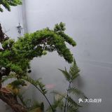 墙裂推荐一家地道的长沙菜 