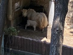 -石家庄市动物园