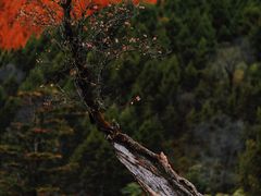 -硗碛藏寨·神木垒景区