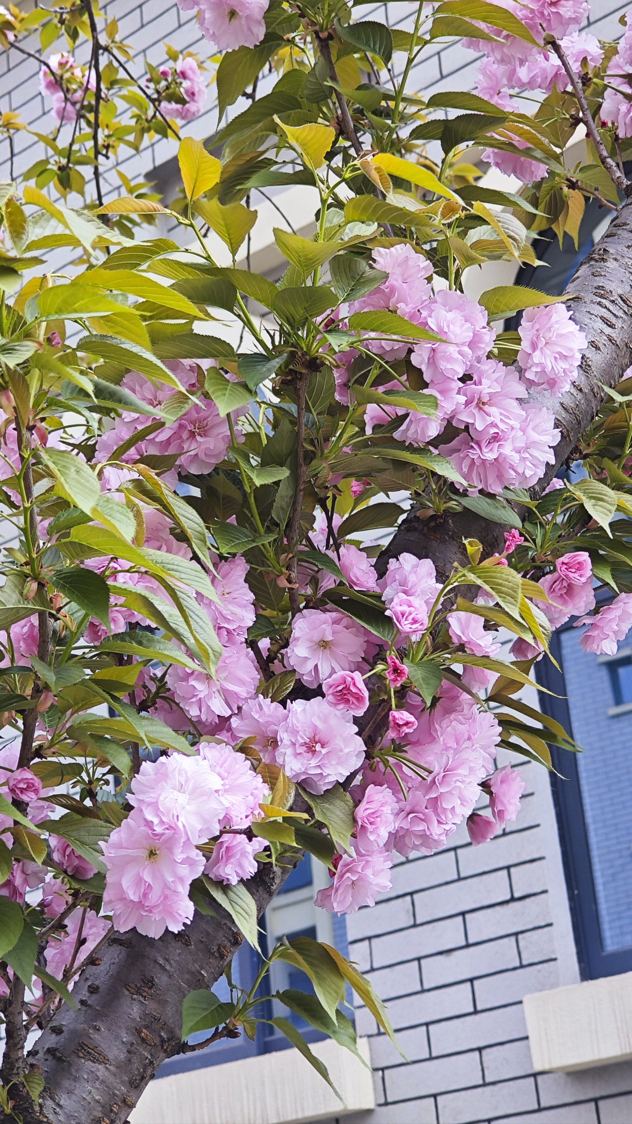 桃花芳菲尽樱花始盛开