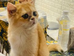 -平行世界·猫咖(首经贸店)