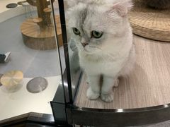 -飞行喵MR PILOT|猫舍·猫咖(静安大融城店)