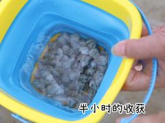 -红树林天天赶海
