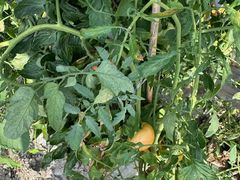 -南汇新场正宗水蜜桃采摘