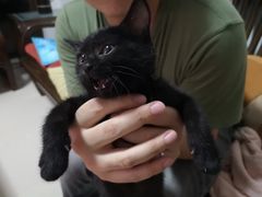 -袖虎·猫馆(体育西路店)
