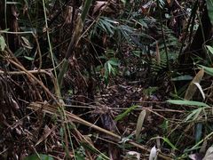 -海南热带雨林国家公园吊罗山景区