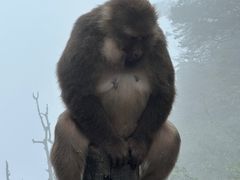 -峨眉山风景名胜区