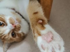 -瑞派动物医院·猫专科·至诚(江南中分院)