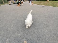 -景田北六街公园宠物主题园