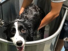 -PETKIT 小佩宠物·低压洗护·美容·寄养(安远店)