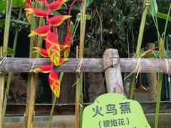 -云南勐巴娜西珍奇园