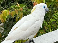 -新加坡飞禽公园