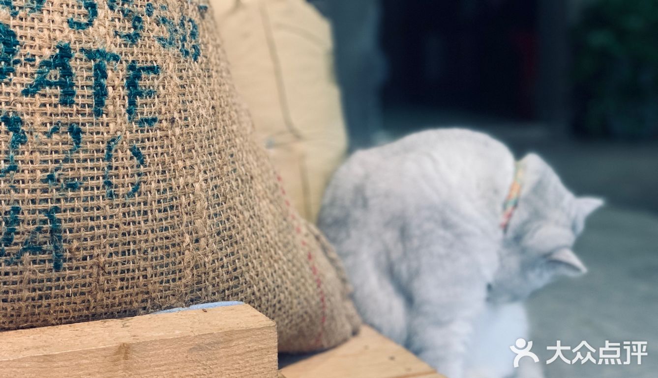 在这喝上一杯手冲，观察观察🐱们，午后时光舒服的紧[得意]