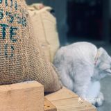在这喝上一杯手冲，观察观察🐱们，午后时光舒服的紧[得意]