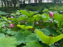 -陈家山荷花公园