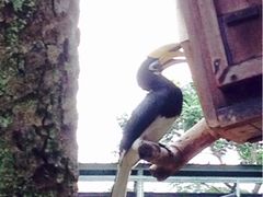 裕廊飞禽公园-新加坡飞禽公园