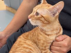 -艾贝尔宠物医院·24H转诊中心·肿瘤猫专科(江宁双龙店)