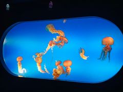 -合肥海洋世界