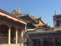 -塔尔寺菩提树