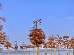 -南京枫彩漫城