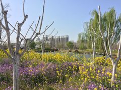 -桃花岛公园