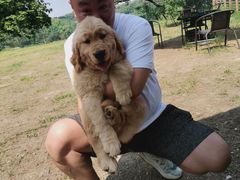 -趣多多宠物公园·宠物训犬学校·宠物寄养