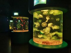 -欢乐海岸海洋奇梦馆