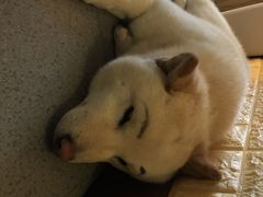 -喜柴咖啡·柴犬狗咖