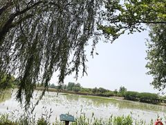 -泗洪洪泽湖湿地景区