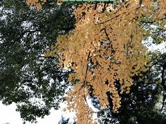 -西园寺