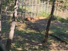 -哈尔滨北方森林动物园