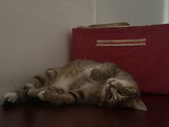 -御宝贝·A梦猫科宠物医院(国际猫友好医院)