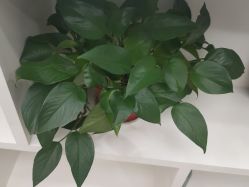 -新生植发·植养护一体