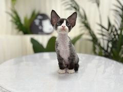 -山宅一喵德文卷毛猫舍