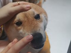 -猫色咖啡·猫咖