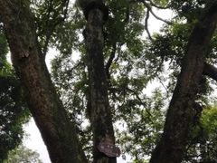 -张坝桂圆林公园