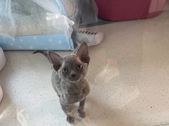 -糯米喵星人总部直营旗舰店·猫舍·幼猫出售