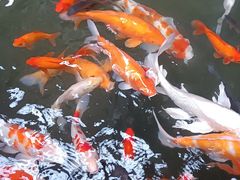 -南宫五洲植物乐园