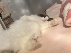 -宠颐生宠物医院·犬猫全科·皮肤科(商业街店)