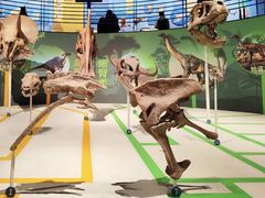 -国家自然博物馆