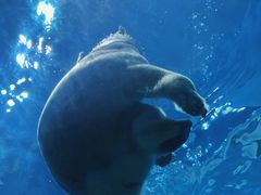 -珠海长隆海洋王国